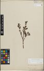 Foto von Salix lapponum L. x Salix silesiaca Willd.